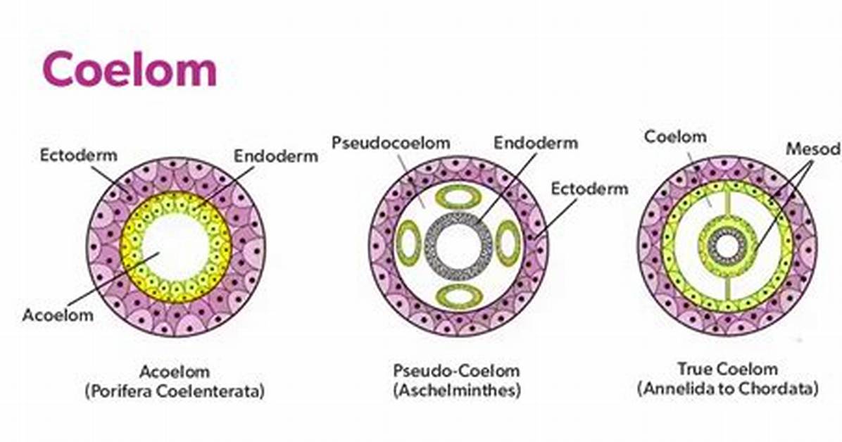 How Does the Coelom Develop Embryologically?