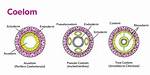 How Does the Coelom Develop Embryologically?