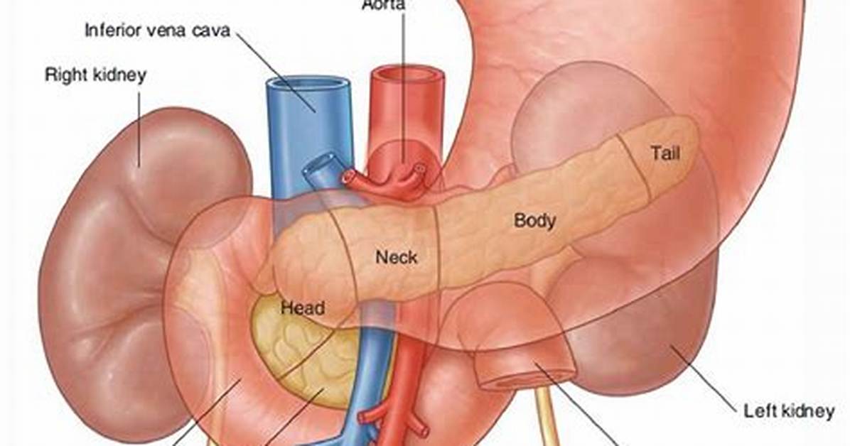 How Does the Duodenum Work