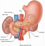 How Does the Duodenum Work