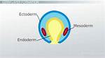 How Does the Mesoderm Form?