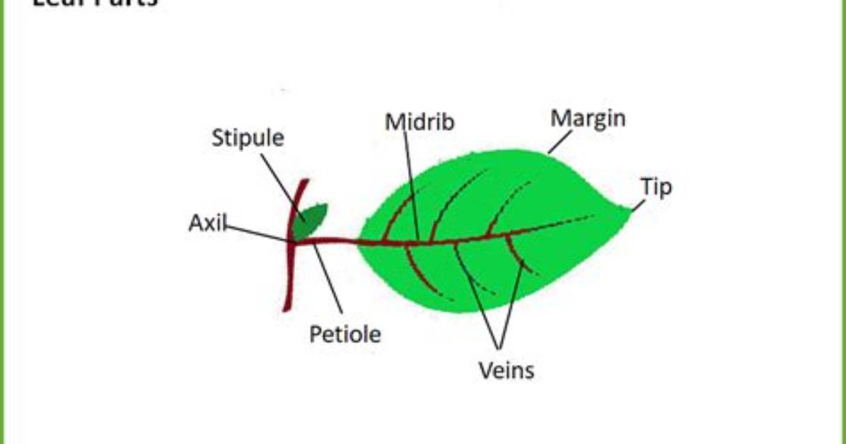 How Does the Midrib Work?