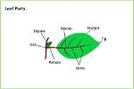 How Does the Midrib Work?