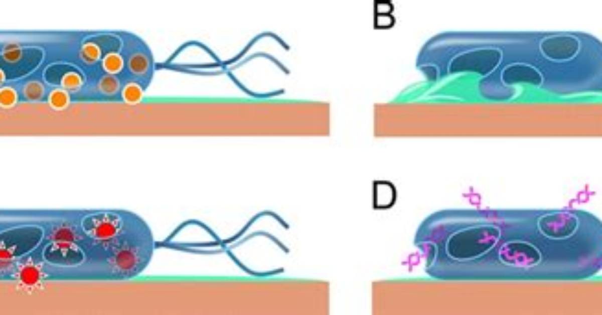 How Does the Oligodynamic Effect Work?