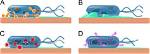 How Does the Oligodynamic Effect Work?