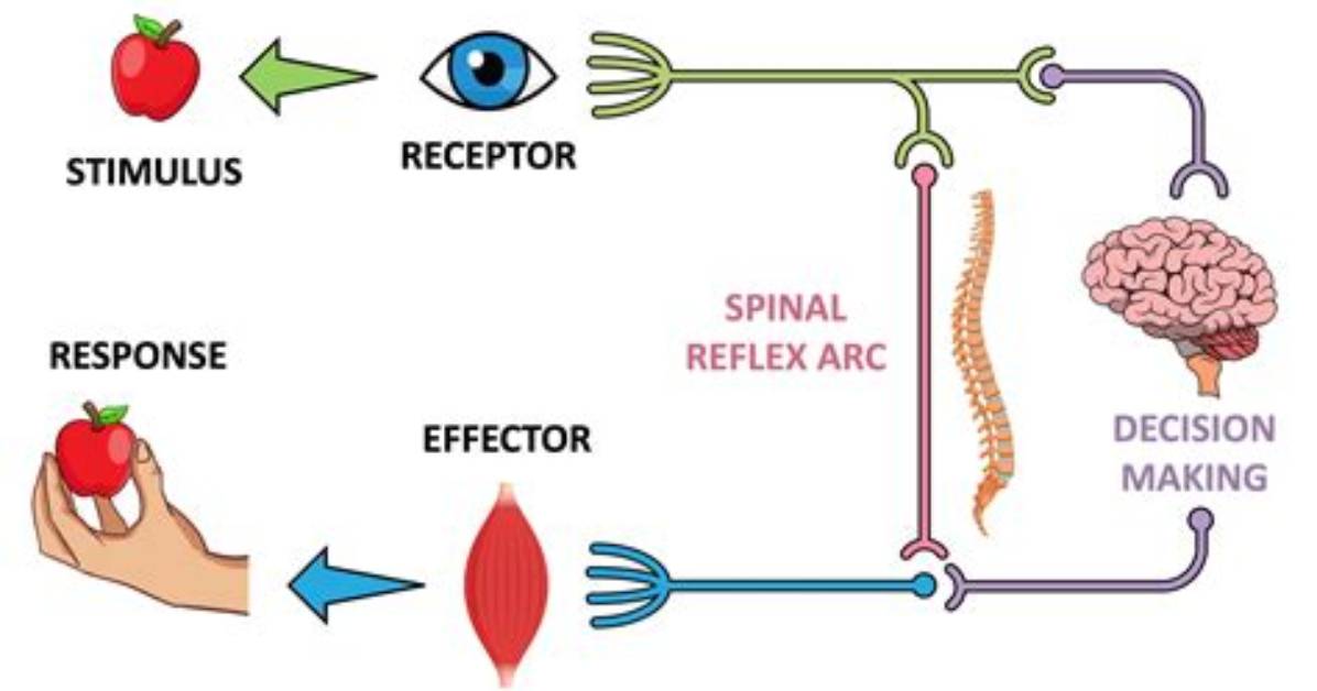 How Does the Stimulus Response Model Work?