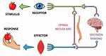 How Does the Stimulus Response Model Work?