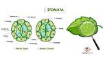 How Does the Stomata Open?