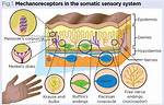 How Does the Tactile System Work