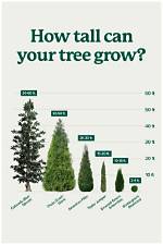 How Does the Tall Trees React to the Sawing?