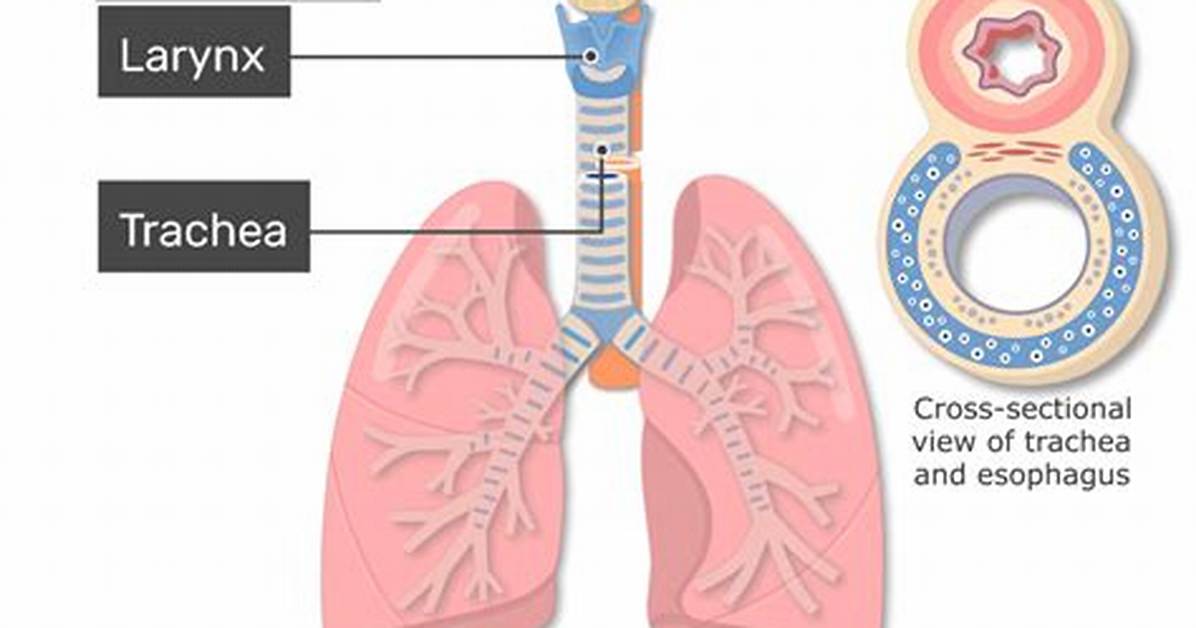 How Does the Trachea Work