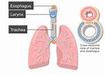 How Does the Trachea Work