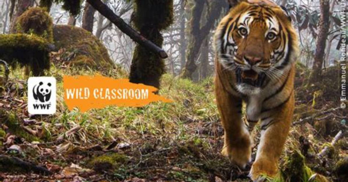 How Does the Wwf Help Animals?