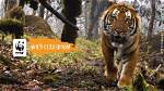 How Does the Wwf Help Animals?