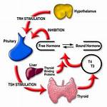How Does Thyroxine Affect Metabolism
