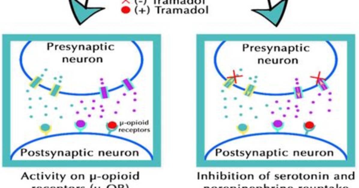 How Does Tramadol Work?