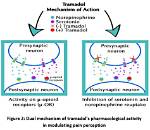 How Does Tramadol Work?