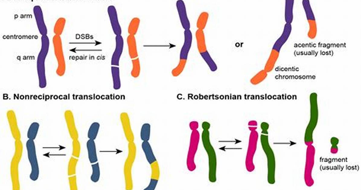 How Does Translocation Occur?