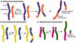 How Does Translocation Occur?