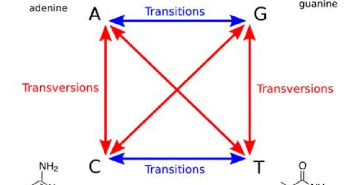 How Does Transversion Occurs?