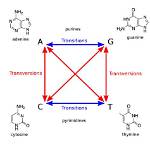 How Does Transversion Occurs?