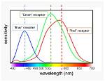 How Does Trichromatic Theory Work?