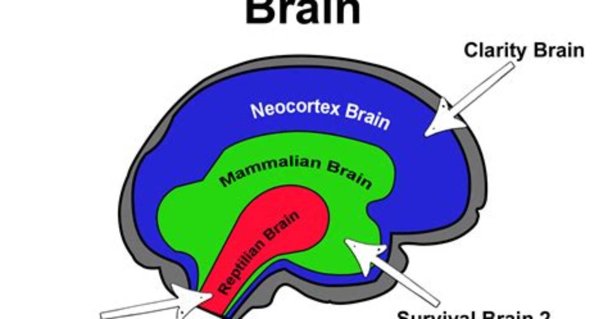 How Does Triune Brain Work?