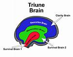 How Does Triune Brain Work?