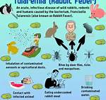 How Does Tularemia Spread?
