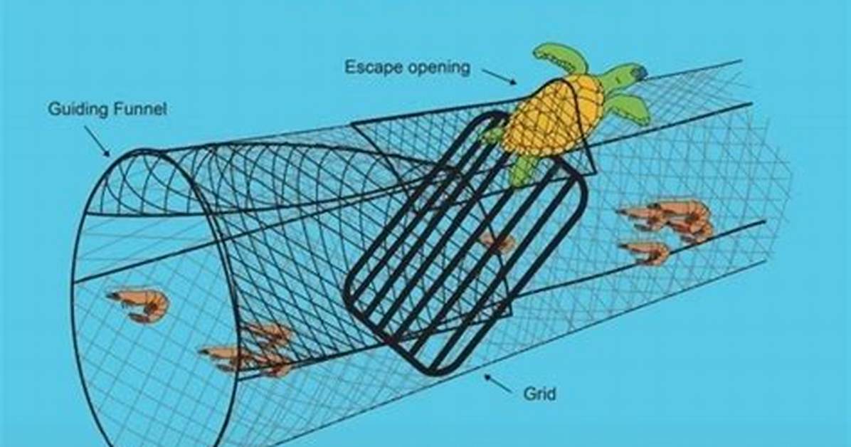 How Does Turtle Excluder Device Work?