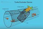 How Does Turtle Excluder Device Work?