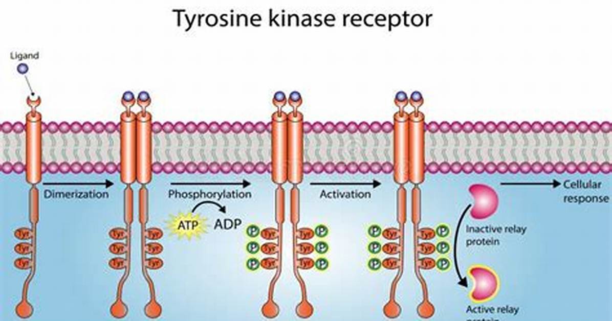 How Does Tyrosine Work?