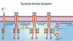 How Does Tyrosine Work?