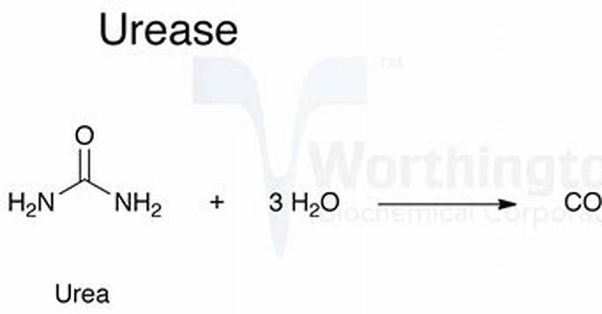 How Does Urease Work?