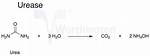 How Does Urease Work?