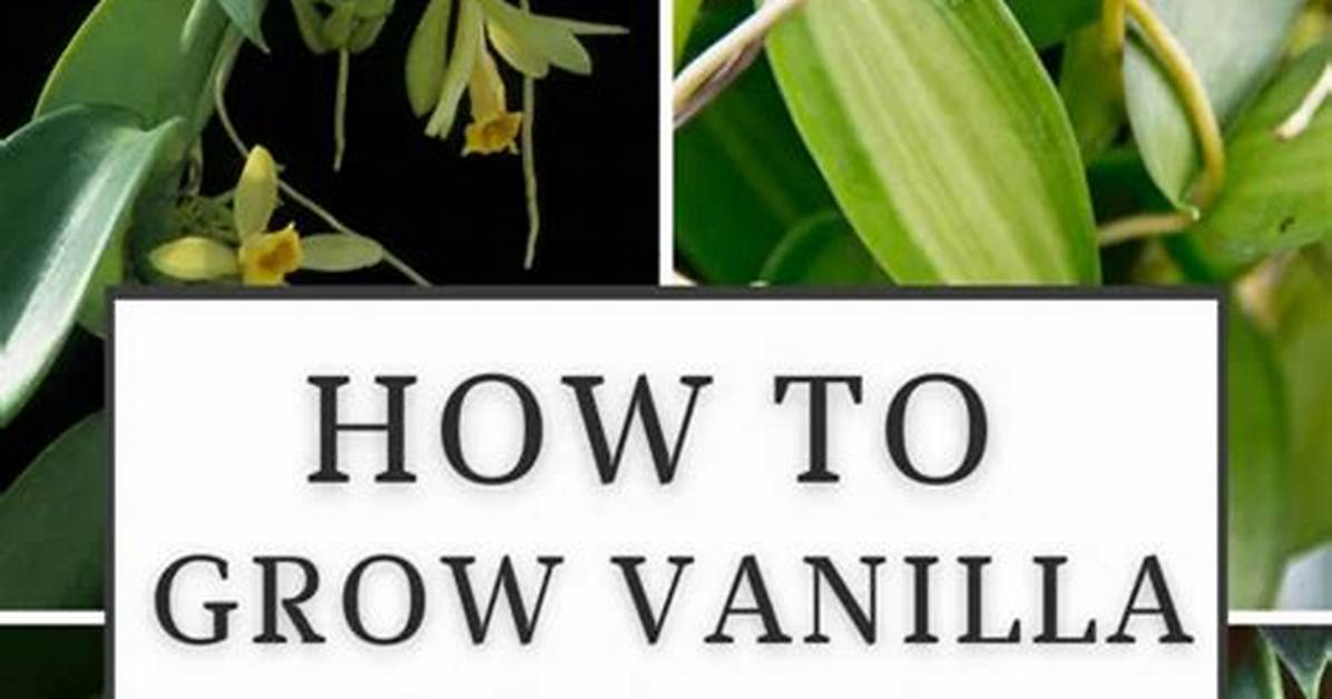 How Does Vanilla Grow?
