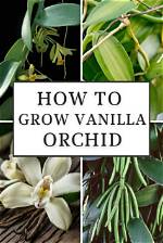 How Does Vanilla Grow?