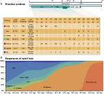 How Does Variation Within a Clade?