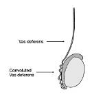 How Does Vas Deferens Work
