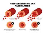 How Does Vasoconstriction Affect Heart Rate?