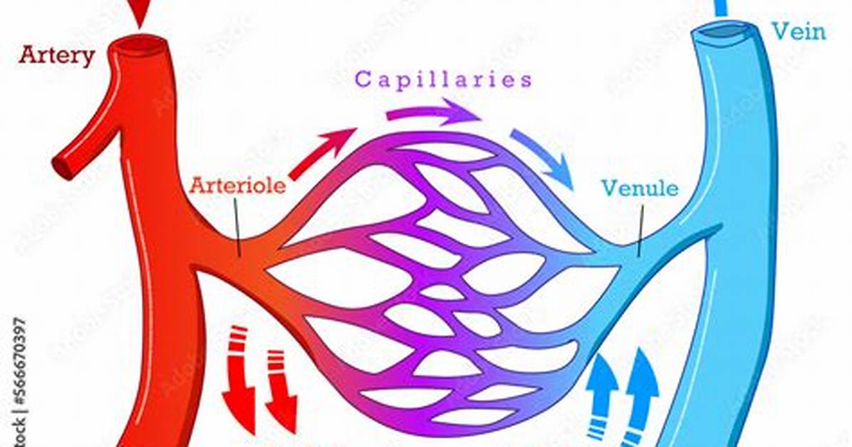How Does Venules Work?