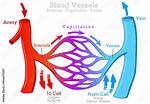 How Does Venules Work?