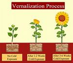 How Does Vernalization Work?