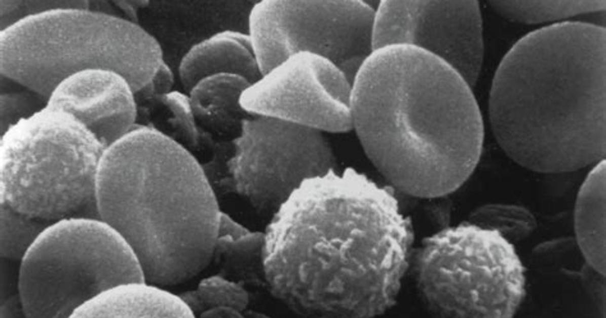 How Does Warm-Bloodedness Work?