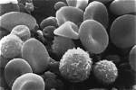 How Does Warm-Bloodedness Work?
