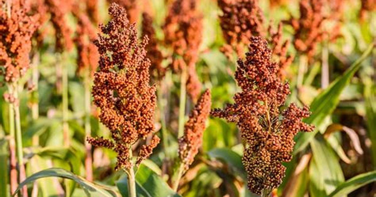 How Does Witchweed Work?