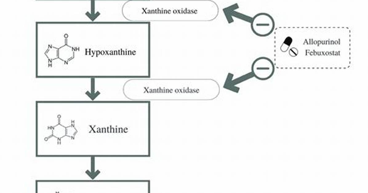 How Does Xanthine Work?