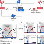 How Does Xist Control Gene Expression?