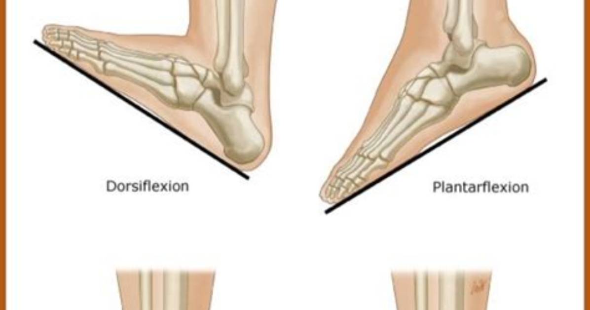 How Does Your Ankle Move