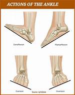 How Does Your Ankle Move